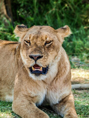 Fototapeta na wymiar lion wresting looking at camera
