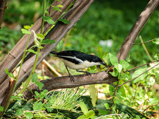 Swamp boubou catching an insect