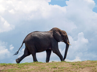 Fototapeta na wymiar Walking elephant profile