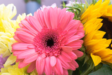 pink and yellow gerber