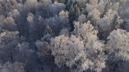 aerial view winter landscape forest covered snow, frost. Frozen branches with hoarfrost in winter forest on sunny day