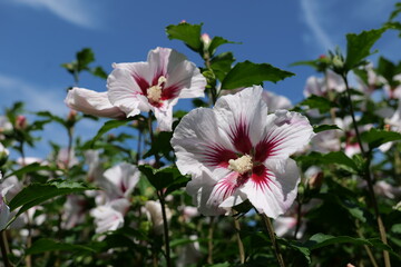 Fleur d'hibiscus ou althéa (Hibiscus syriacus)