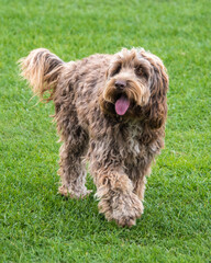 Fototapeta premium Brighton Dog