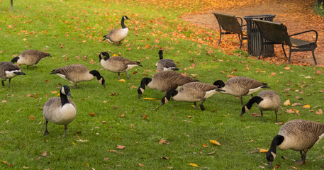 Autumnal Geese