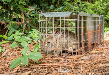 Rabbit in live humane trap. Pest and rodent removal cage. Catch and release wildlife animal control...
