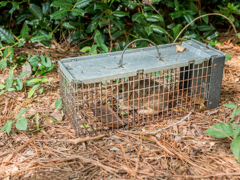 Rabbit in live humane trap. Pest and rodent removal cage. Catch and release wildlife animal control service.