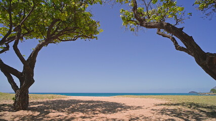 Blue ocean, beautiful trees, yellow sandy beach nature Tropical Islands Oahu Hawaii. Pacific Ocean. Turquoise sea background. Clear sunny day in the tropics.