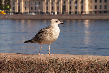 an adult gray gull sits on the parapet of the city embankment