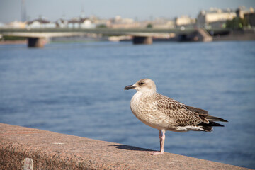 an adult gray gull sits on the parapet of the city embankment