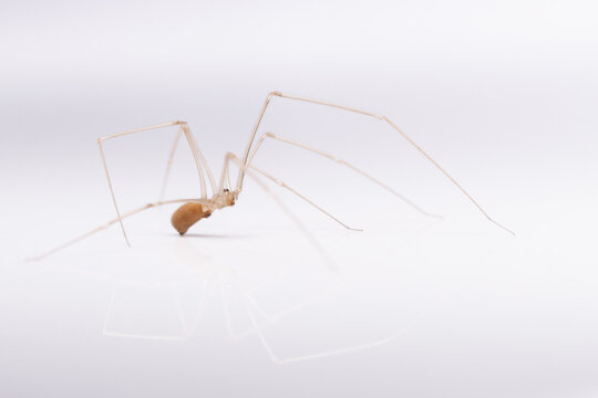 spider with long legs on a white background