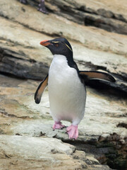 Fototapeta premium Rockhopper Penguin in Lisbon Oceanarium