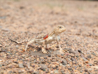 Gobi desert lizard
