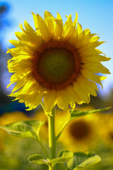 Yellow sunflower in the full bloom.