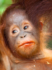 Orangutan cub face closeup