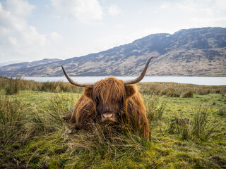 Highland cow by Loch Arklet