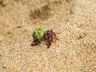 Green shelled hermit crab
