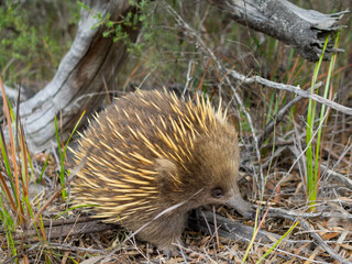 Echidna sniffing the ground