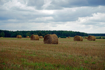 Fototapeta na wymiar Rural landscape. Harvested field and straw bales. Blue sky. Horizon. August. Summer is over. 