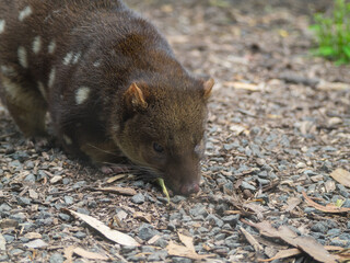 Spotted tailed quoll