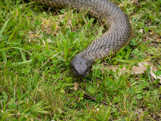 Tasmanian tiger snake head close-up