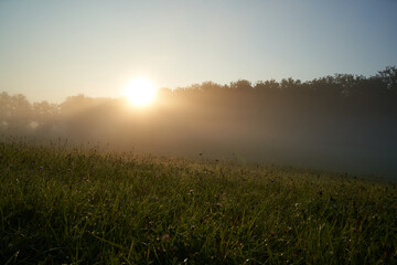 Fototapeta na wymiar Sun rises behind the forest. Dew is on the meadow in the morning summer day. Landscape in germany.
