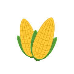 Corn vector. Corn on white background.  corn cartoon vector.