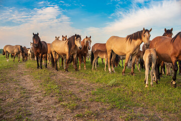 A herd of horses grazes in the pasture in the afternoon.