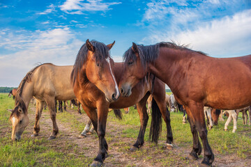 A herd of horses grazes in the pasture in the afternoon.
