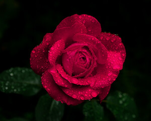 Beautiful large red purple rose with dew drops close up