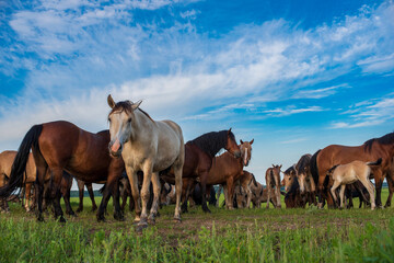 A herd of horses grazes in the pasture in the afternoon.