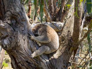 Sleeping koala seated between tree branches
