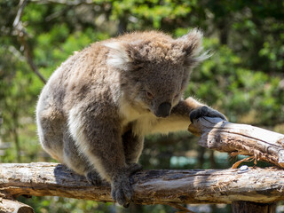 Koala walking in tree branches