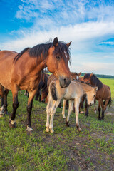 Fototapeta premium A herd of horses grazes in the pasture in the afternoon.