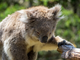 Koala walking in tree branches © Sérgio Nogueira