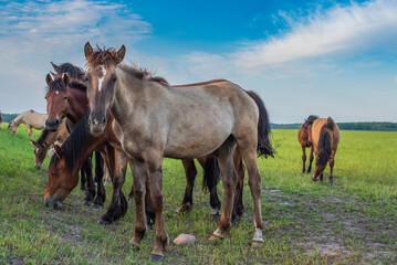 Obraz premium A herd of horses grazes in the pasture in the afternoon.