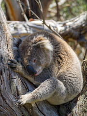 Koala sleeping in a tree setaed between branches