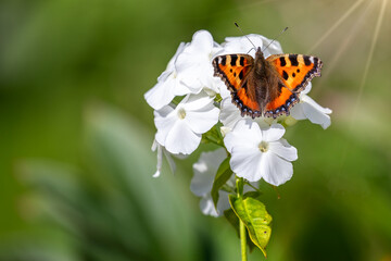 Close up of a Small Tortoiseshell butterfly on petals of white flower cluster,