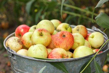 Yellow and red apples in a metal bucket in the garden. Collecting apple fruits. Autumn harvest.