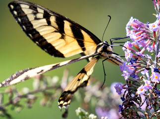 Monarch butterfly busy pollinating a Butterfly Bush