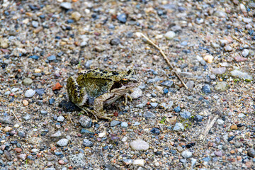 close up of a frog on a gravel path 