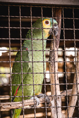 Maritaca, Brazilian bird of the parrot species. Animal without freedom, smuggling wild animals