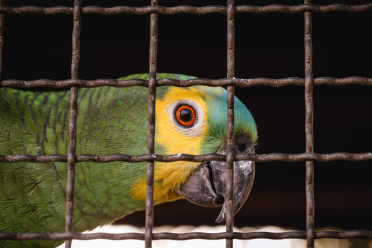 Maritaca, Brazilian bird of the parrot species. Trapped animal, smuggling and illegal sale of wild animals