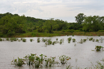 Marshland. Environment conservation. View of the lagoon in the tropical rainforest in Pre Delta national park.