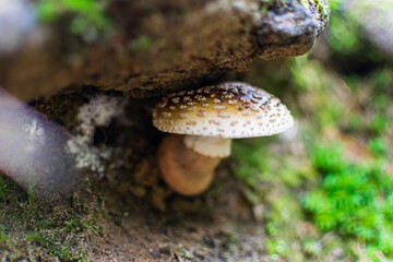 mushroom in the forest
