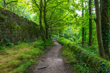 Fototapeta premium path in the forest