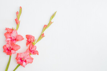 Fototapeta na wymiar Flat lay frame with pink flowers on a white background