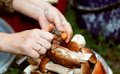 Female hands peeling edible forest mushroom with a knife