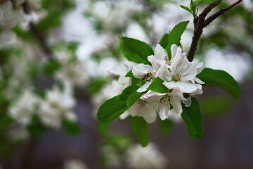 apple flower