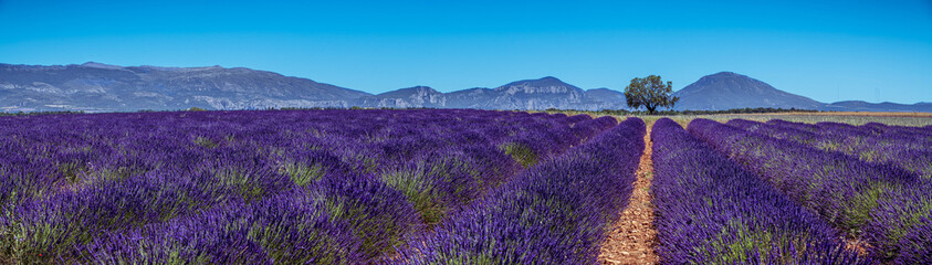 Beautiful lavender fields in Valensole plateau, Provence, France