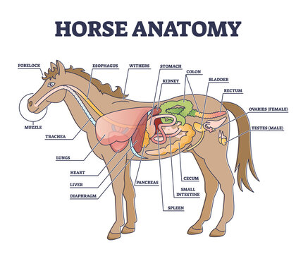 Horse anatomy and animal body inner physiological structure outline diagram. Educational labeled scheme with stallion anatomical parts for biology study vector illustration. Isolated medical system.